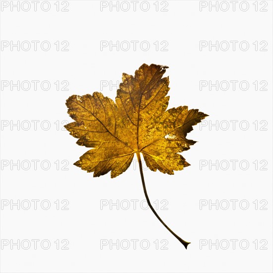 Autumn leaf. Photographe : Joe Clark