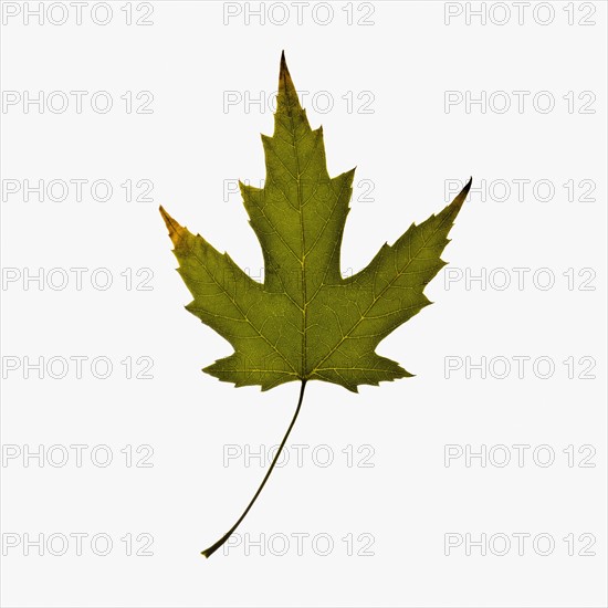 Autumn leaf. Photographe : Joe Clark