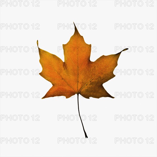 Autumn leaf. Photographe : Joe Clark