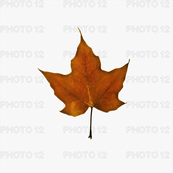 Autumn leaf. Photographe : Joe Clark