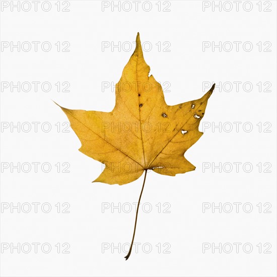 Autumn leaf. Photographe : Joe Clark