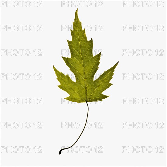 Autumn leaf. Photographe : Joe Clark