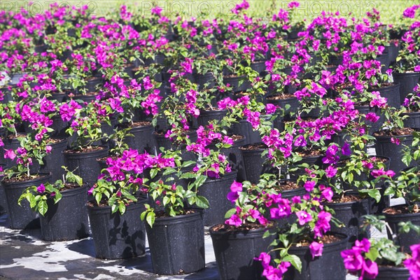 Rows of potted flowers. Photographe : fotog