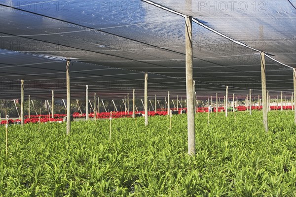 Plants growing in greenhouse. Photographe : fotog