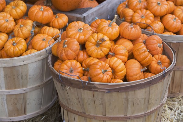 Baskets of pumpkins. Photographe : fotog