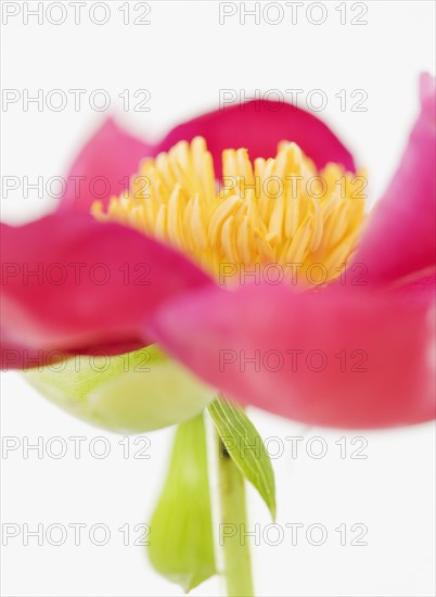 Close up of flower. Photographe : Jamie Grill