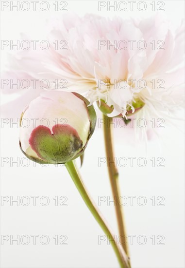 Close up of flower. Photographe : Jamie Grill