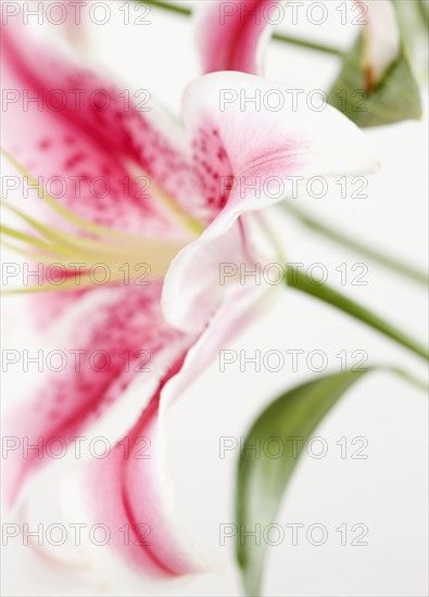 Close up of flower. Photographe : Jamie Grill