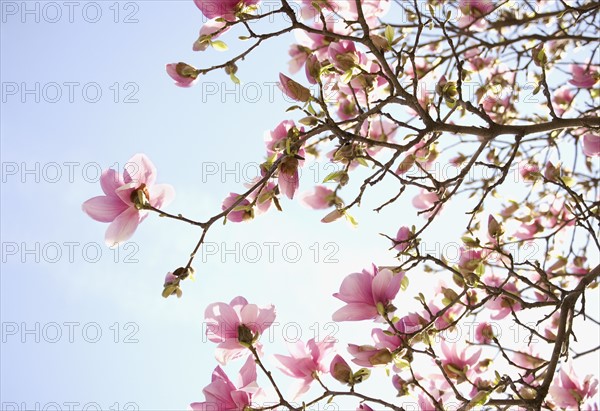 Close up of spring flowers on tree. Photographe : Jamie Grill