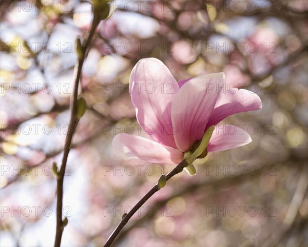 Close up of spring flowers on tree. Photographe : Jamie Grill