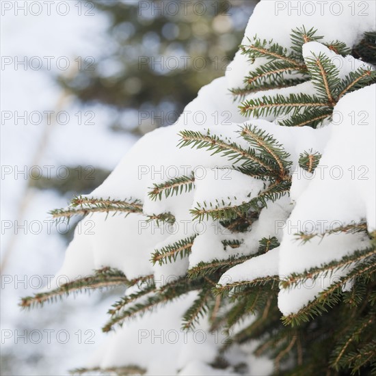 Snowy branch in winter. Photographe : Jamie Grill