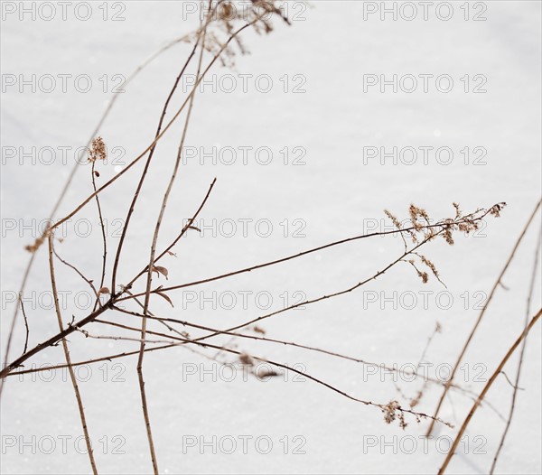 Snowy branch in winter. Photographe : Jamie Grill