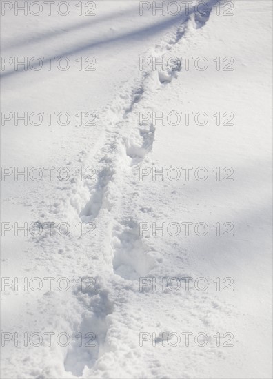 Twigs in snow. Photographe : Jamie Grill