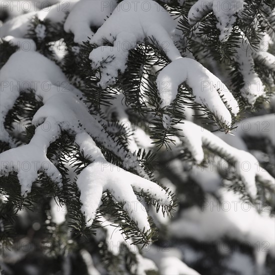 Snowy branch in winter. Photographe : Jamie Grill