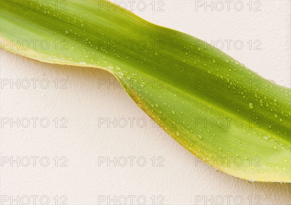 Close up of wet tropical leaf.