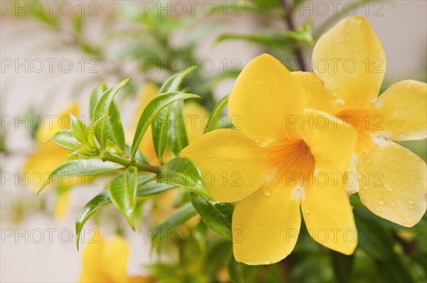 Close up of tropical flower.