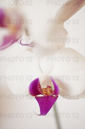 Close up of orchid.