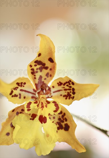 Close up of orchid.