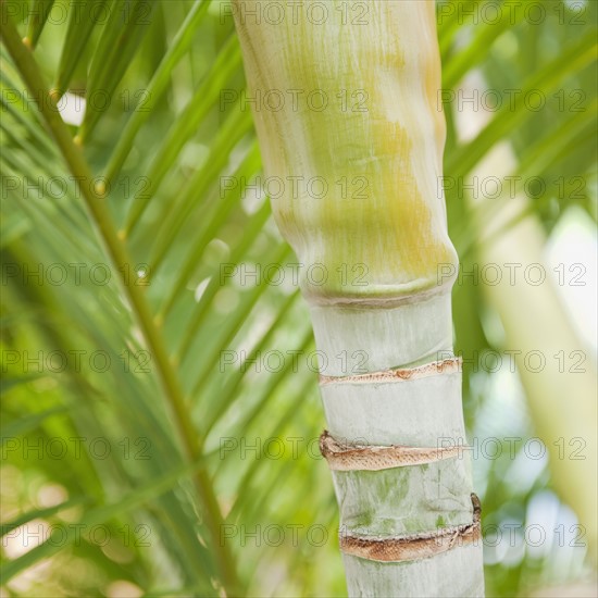 Close up of tropical plant.