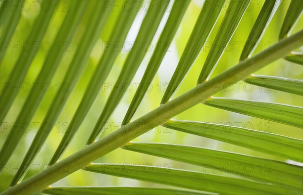Close up of tropical plant.