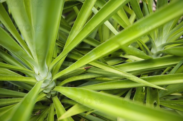 Close up of tropical plant.