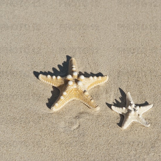 Starfish in sand.