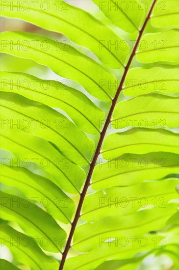 Close up of tropical leaf.