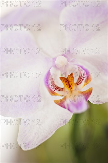 Close up of orchid.