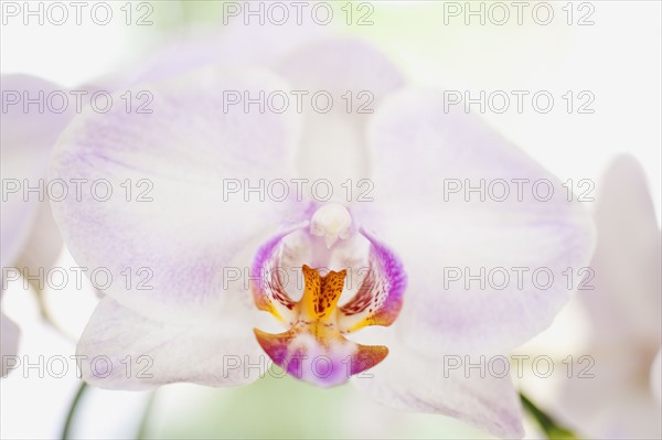 Close up of orchid.