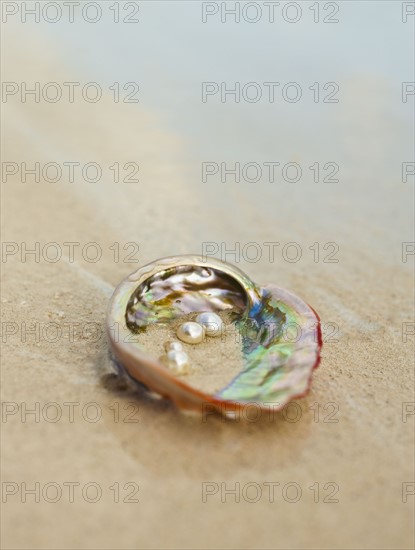 Close up of pearls in oyster shell.