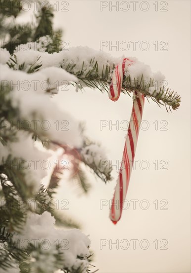 Candy cane in snow covered tree.