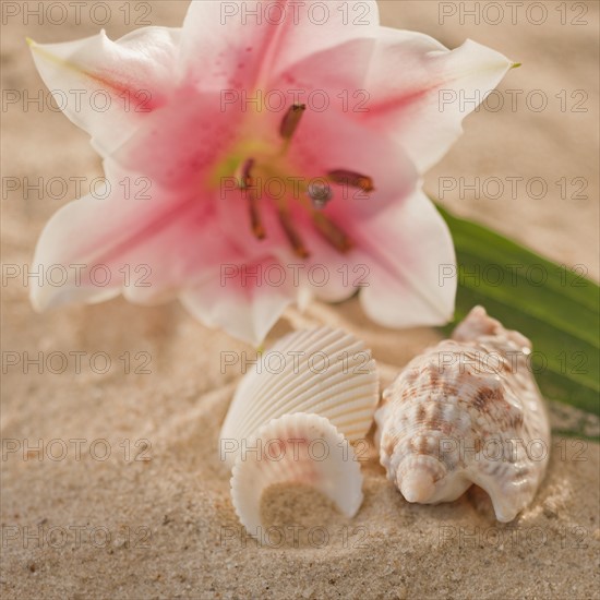 Tropical flower and spa elements.