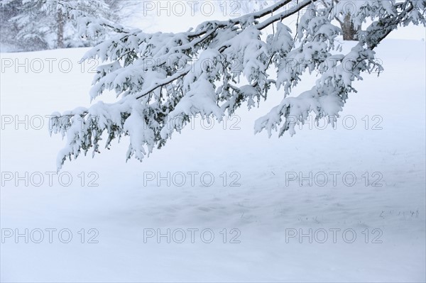 Snowy tree branch in winter.