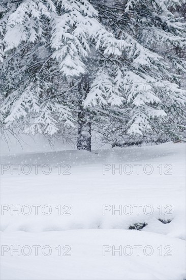 Snowy forest in winter.