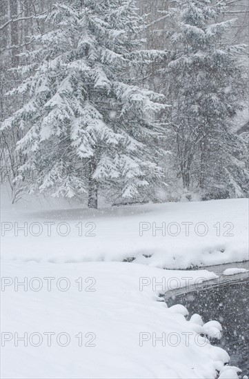 Snowy forest and stream in winter.