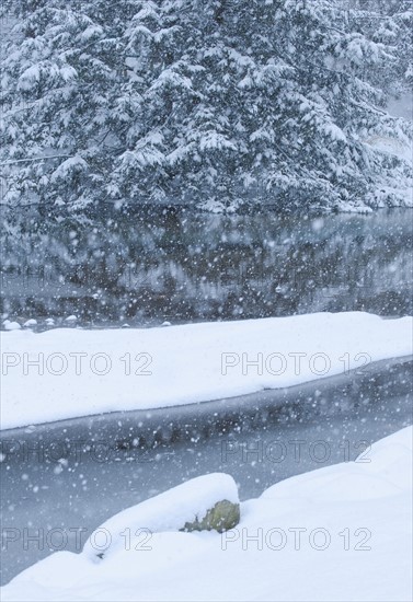 Snowy forest and stream in winter.