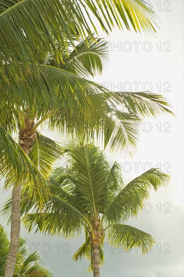 Sunlight on tropical palm trees.