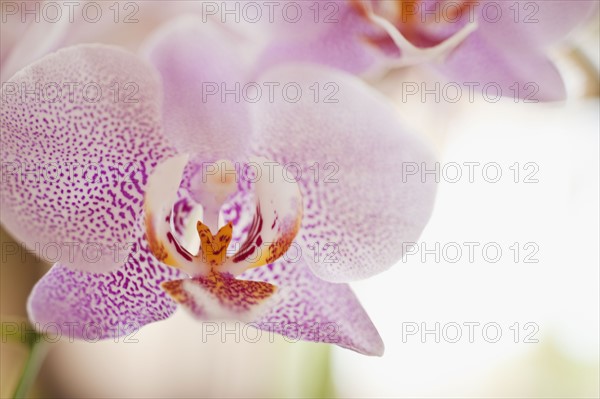 Close up of orchid.