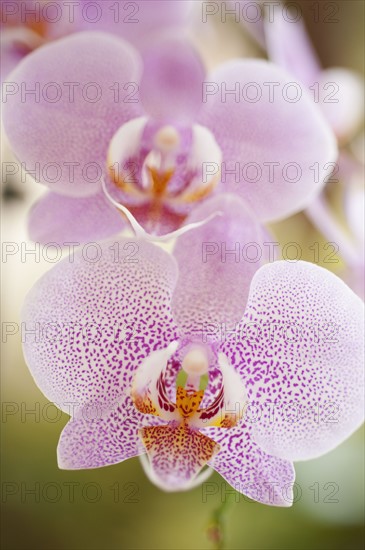 Close up of orchid.