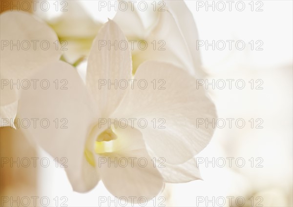 Close up of orchid.