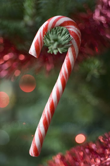 Candy cane hanging on Christmas tree.