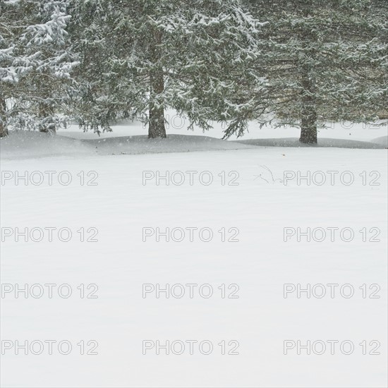 Snowy forest in winter.