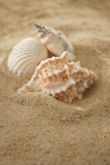 Sea shells in sand.