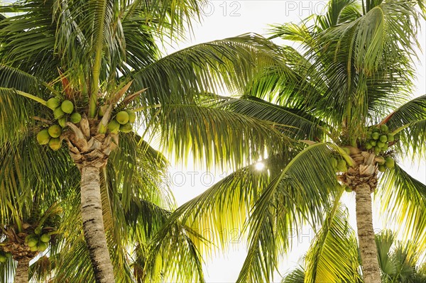 Coconuts in palm trees.