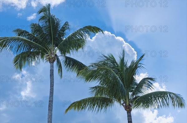 Palm trees and blue sky.