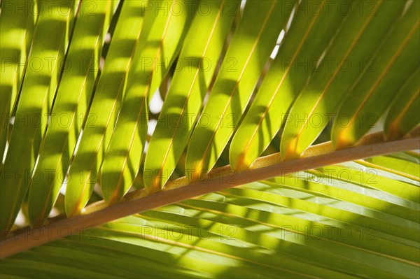 Close up of tropical palm frond.