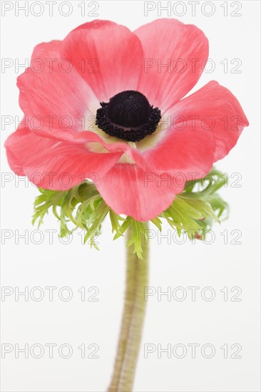 Close up of flower. Photographe : Jamie Grill