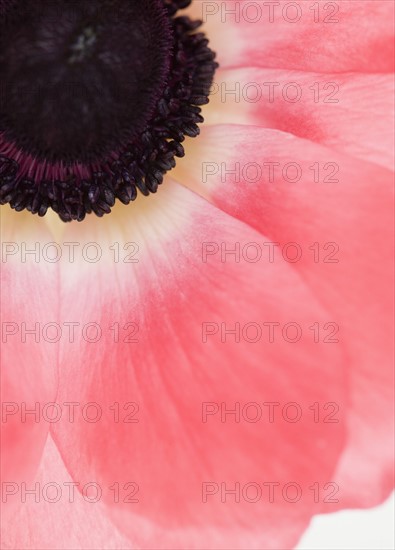Close up of tropical flower. Photographe : Jamie Grill