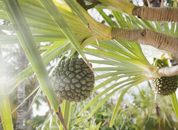 Low angle view of palm tree. Photographe : Jamie Grill