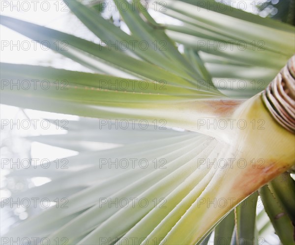 Close up of tropical plant and fruit. Photographe : Jamie Grill